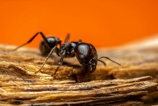 木头上的黑蚂蚁
