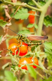 番茄枝上的绿色蚂蚱