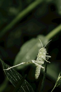 绿叶上的小蝗虫