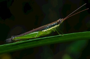 绿叶上的翠绿蚂蚱