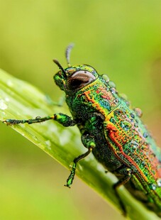 多彩甲虫栖息绿叶间