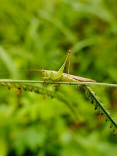 绿叶上的绿色蚂蚱