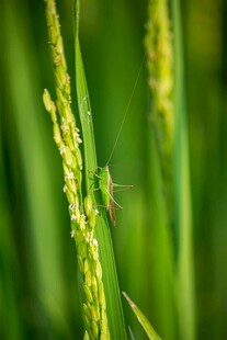 稻田中的绿色小蜻蜓