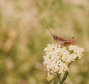 草上蚂蚱栖于白色小花