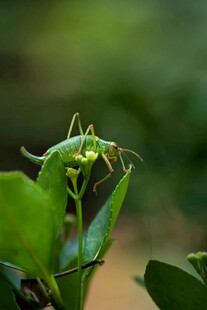 绿叶上的绿色小昆虫