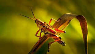 草丛中的红褐蚂蚱