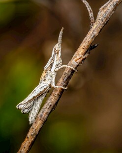 树枝上的伪装蝗虫