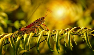 阳光下的草丛中蚱蜢