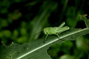 绿叶上的绿色小蚱蜢