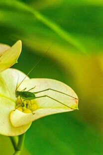 黄花瓣上的绿色小昆虫
