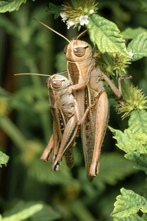 草丛中的两只螳螂