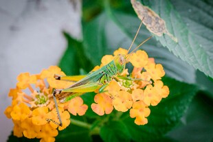 绿蚱蜢栖于黄色花朵上