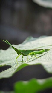 绿叶上的绿色蚂蚱