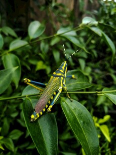 绿叶上的多彩蚂蚱