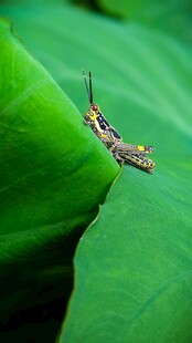 绿叶上的彩色小毛毛虫