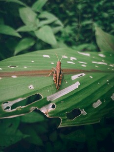 绿叶上的多样物品展示
