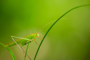 草丛中的绿色小螳螂