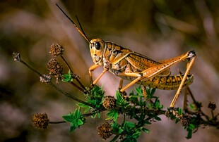 栖息于植物上的蚂蚱