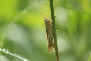 草茎上的棕色蚂蚱
