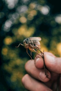 手指上停歇的一只昆虫