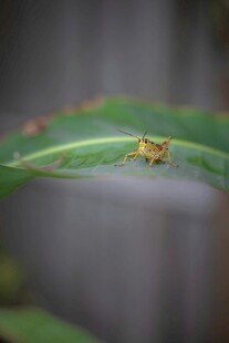 绿叶上的小昆虫