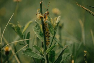 草丛中的毛毛虫