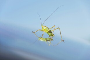 空中的翠绿螽斯