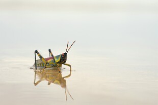 水中蚂蚱的独特倒影