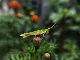 绿叶上的绿色蚂蚱