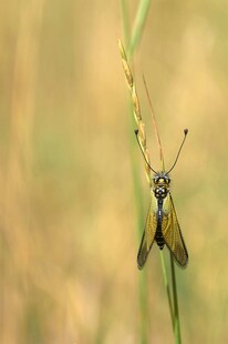 草茎上的双翅昆虫