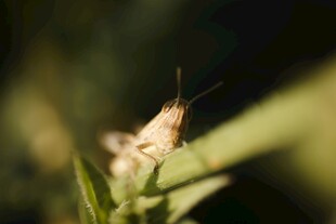草丛中的浅色小昆虫