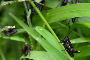 绿叶上的黑色蚂蚱