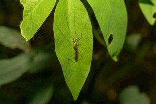 绿叶上的小昆虫