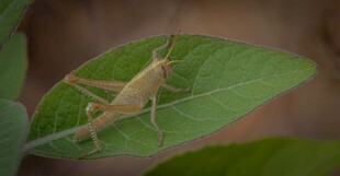 绿叶上的浅色蚂蚱