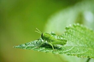 绿叶上的绿色小昆虫