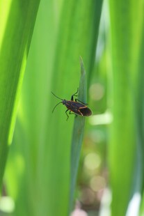 绿叶上的小昆虫