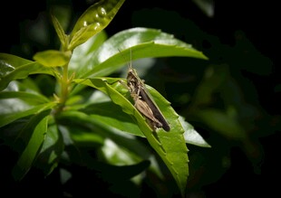 绿叶上的褐绿色蚂蚱