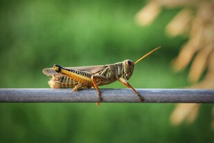 栖息于杆上的多彩蚂蚱