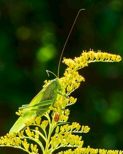 绿蚱蜢栖于黄色植物上