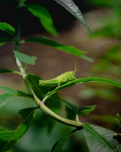 绿叶上的绿色蜥蜴