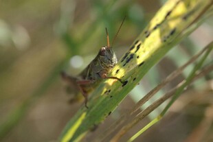 草丛中的小蚂蚱