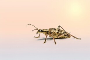 奇特外形的昆虫特写