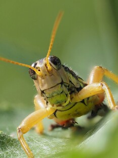 特写绿色蝗虫的生动瞬间