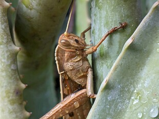 仙人掌上的棕色蚂蚱
