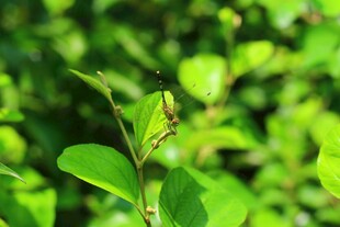 绿叶间的小蝴蝶