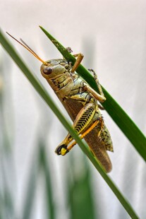 栖息于草叶上的蚂蚱