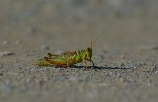 地面上的绿色蚂蚱