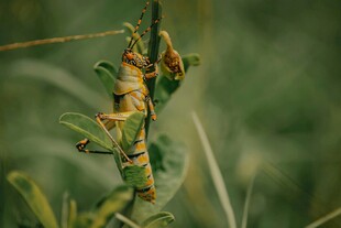 草丛中的两只绿色蚂蚱