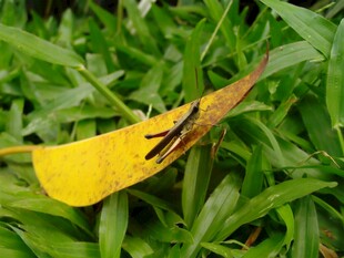 绿叶上的黄色叶片与昆虫