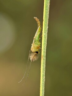 倒挂于草茎的绿色小昆虫